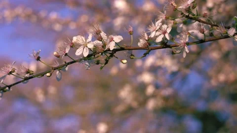 White cherry pink blossom tree flowers Stock-Footage 334729778