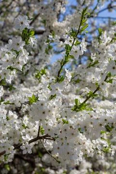 White cherry plum blossoms with selective focus on the foreground flowers on  Stock Photos