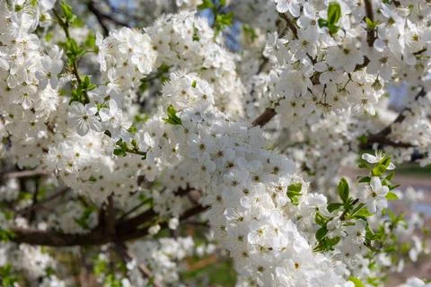 White cherry plum blossoms with selective focus on the foreground flowers on  Fotos Stock