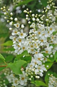 White cherry spring flowers Stock Photos