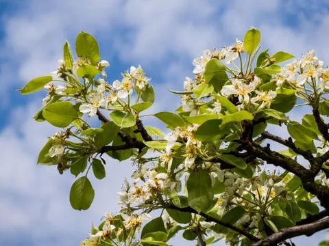 White cherry tree against blue sky in spring Stock Photos