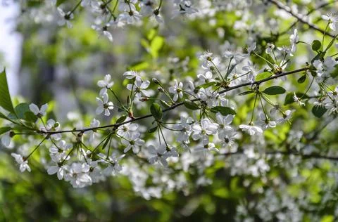 White cherry tree is blooming during spring Foto stock