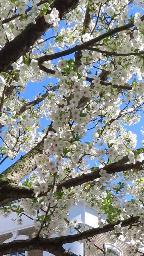 White Cherry Tree Blossom against Blue Sky in Spring 4K Vertical Video 스톡 동영상 332156371