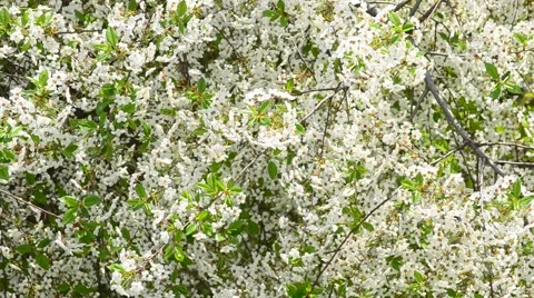 White cherry tree blossom and bees collecting nectar Stock Footage 50057707