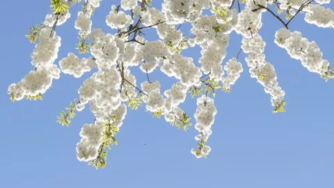 White cherry tree blossom, blue sky, Germany, Europe Stock Footage 129358977