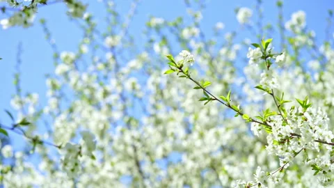 White cherry tree blossom on blue sky background. Slow motion Stock Footage 266271929
