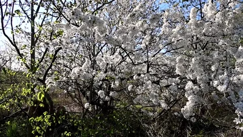 White cherry tree in blossom moving in the wind Stock Footage 153616245
