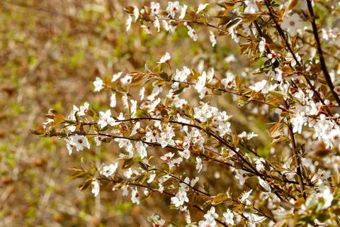 White cherry tree blossoms on branches in springtime Stock Photos