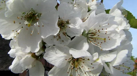 White cherry tree blossoms Stock Footage 701061