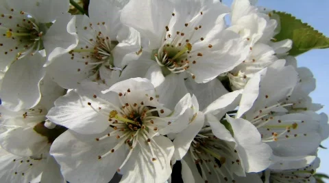 White cherry tree blossoms Stock Footage 701070