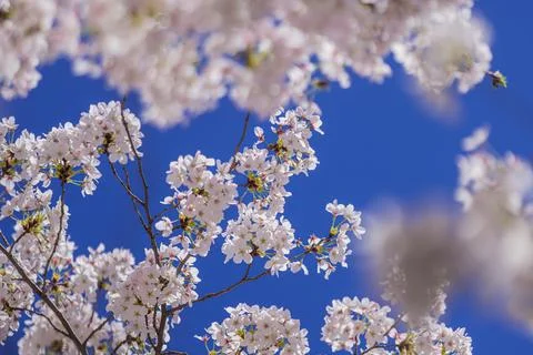 White cherry tree flower in spring. Blossoming tree brunch with white flowers on Fotos Stock