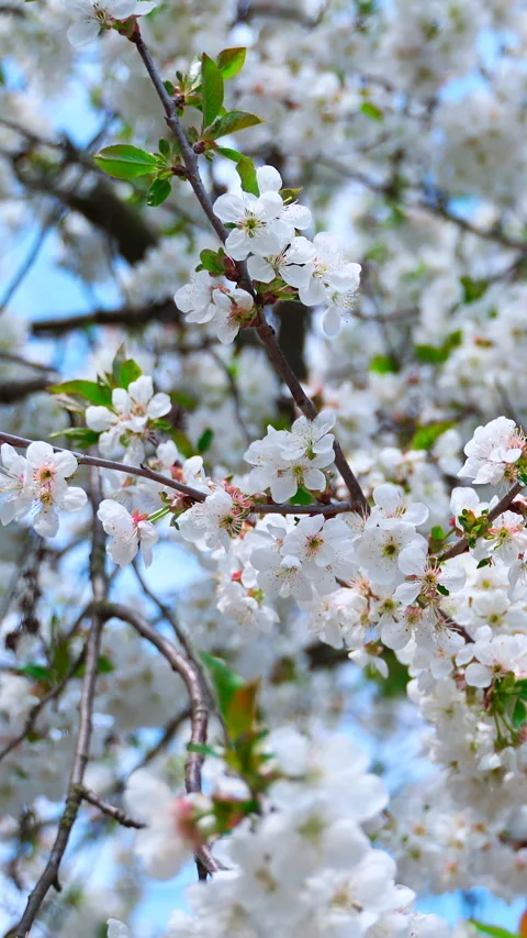White cherry tree with flowers and green leaves. Vertical video. Stock Footage 269196289