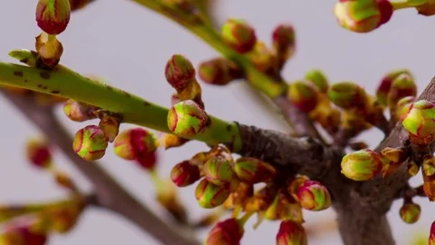 White Cherry Tree Flowers Blossoms. Stock Footage 70441973