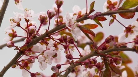 White Cherry Tree Flowers Blossoms. Stock Footage 74557104