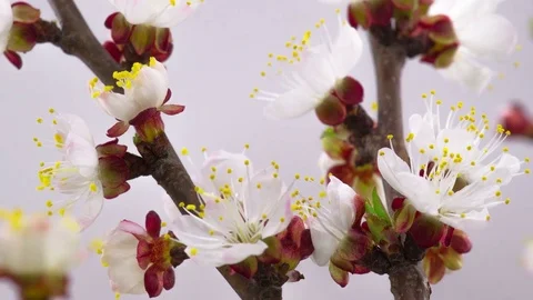 White Cherry Tree Flowers Blossoms. 库存影片 74619534