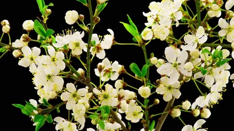White Cherry Tree Flowers Blossoms. Stock Footage 74861687