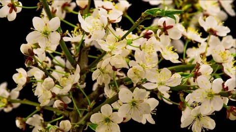 White Cherry Tree Flowers Blossoms. Stock Footage 75659089