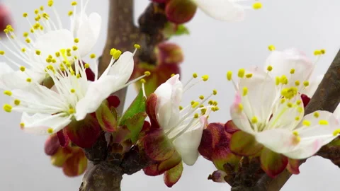 White Cherry Tree Flowers Blossoms. 库存影片 86772098