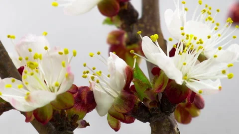White Cherry Tree Flowers Blossoms. Stock Footage 87029069