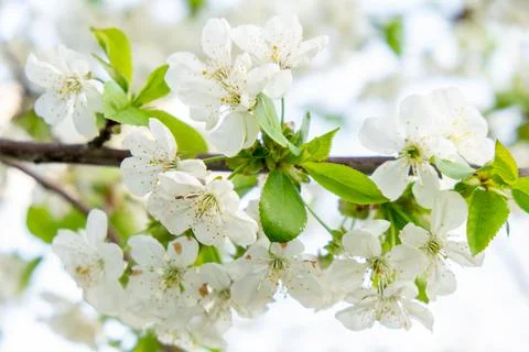 White cherry tree flowers close-up. Soft focus. Spring gentle blurred background Stock Photos