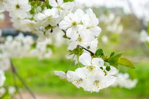 White cherry tree flowers close-up. Soft focus. Spring gentle blurred background Stock Photos