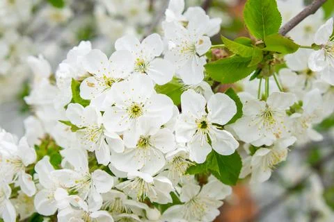 White cherry tree flowers close-up. Soft focus. Spring gentle blurred background Stock Photos