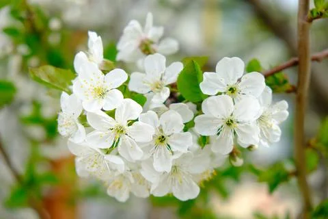 White cherry tree flowers close-up. Soft focus. Spring gentle blurred background Stock Photos