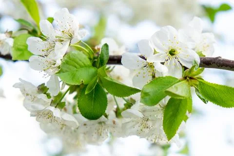White cherry tree flowers close-up. Soft focus. Spring gentle blurred background Stock Photos