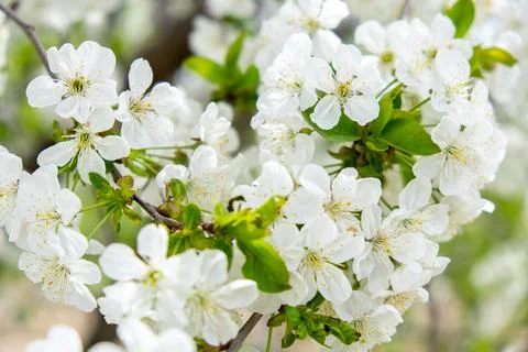 White cherry tree flowers close-up. Soft focus. Spring gentle blurred background Stock Photos