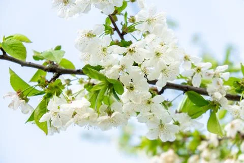 White cherry tree flowers close-up. Soft focus. Spring gentle blurred background Stock Photos