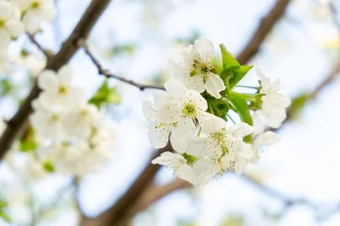 White cherry tree flowers close-up. Soft focus. Spring gentle blurred background Stock Photos