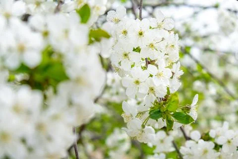 White cherry tree flowers close-up. Soft focus. Spring gentle blurred background Stock Photos