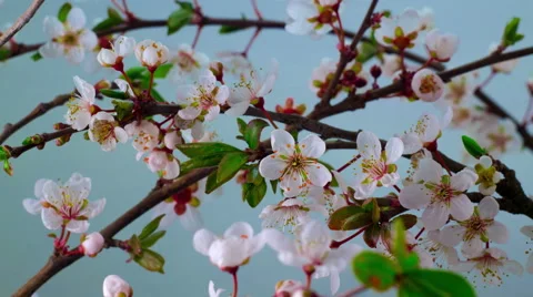 White Cherry Tree Flowers. Stock Footage 61519860