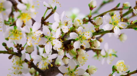 White Cherry Tree Flowers. Video stock 61519916