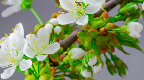 White Cherry Tree Flowers. 스톡 동영상 62502562