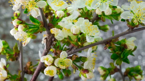White Cherry Tree Flowers. Stock Footage 62502724
