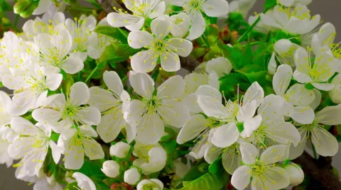 White Cherry Tree Flowers. Stockbeeldmateriaal 62502950