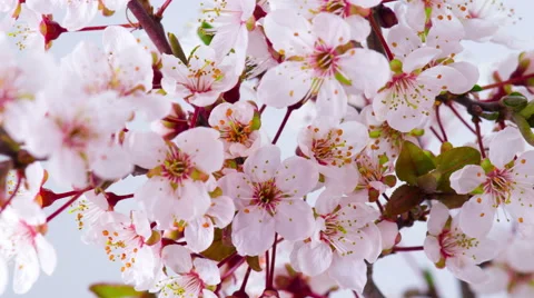 White Cherry Tree Flowers. Stockbeeldmateriaal 62521656