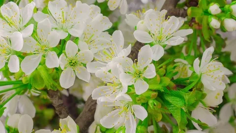 White Cherry Tree Flowers. Video stock 72450022