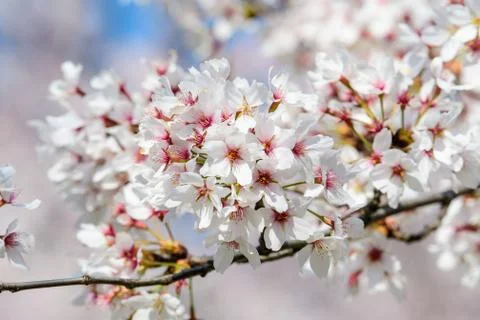 White cherry tree flowers in full bloom with blurred background in a garden Foto stock