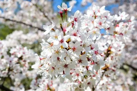 White cherry tree flowers in full bloom with blurred background in a garden Stock Photos