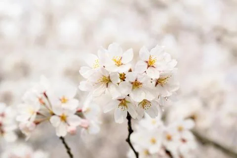 White cherry tree flowers in full bloom with blurred background in a garden Stock Photos