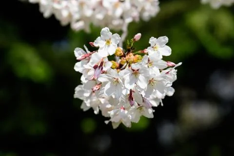 White cherry tree flowers in full bloom with blurred background in a garden Foto stock