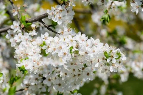 White cherry tree flowers in full bloom with blurred background in a garden Foto stock