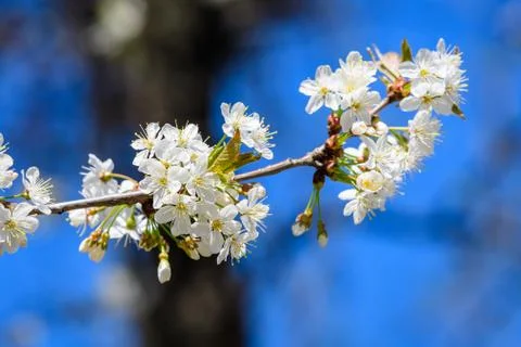 White cherry tree flowers in full bloom with blurred background in a garden Foto stock