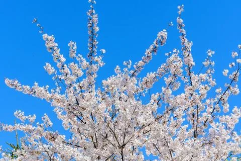 White cherry tree flowers in full bloom towards clear blue sky in garden Stock Photos