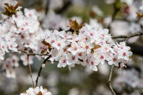 White cherry tree flowers in full bloom with blurred background in a garden Stock Photos