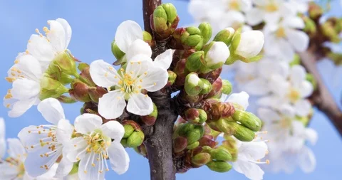 White cherry tree flowers macro time lapse Stock Footage 88614287