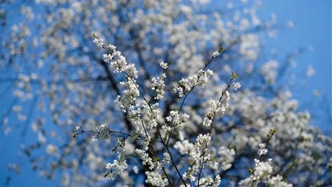 White, cherry tree. Stock Footage