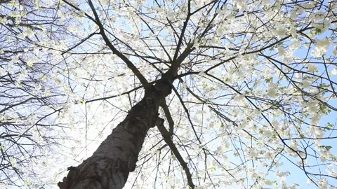 White cherry tree from a frog's perspective against the light Stock Footage 132973282